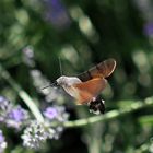 Sphinx colibri