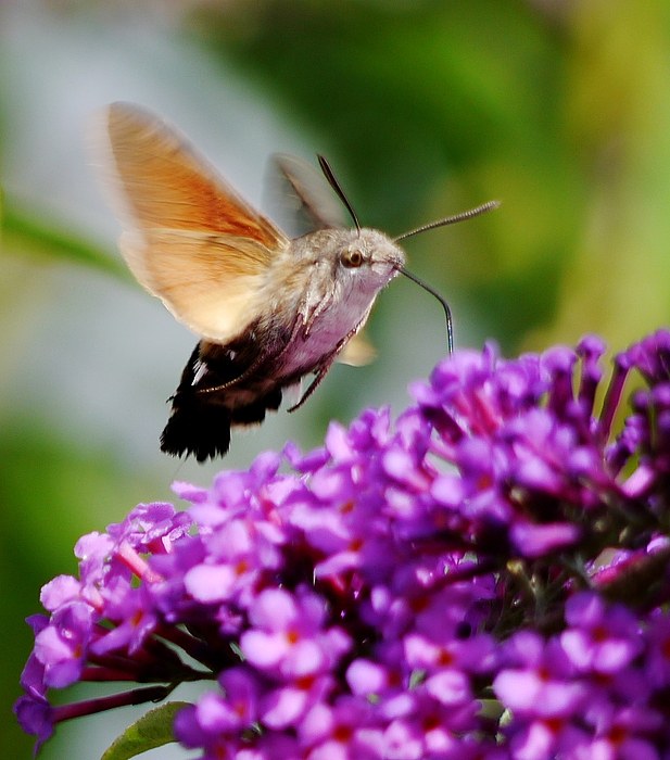 *sphinx colibri*