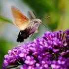 *sphinx colibri*