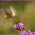 sphinx colibri en action