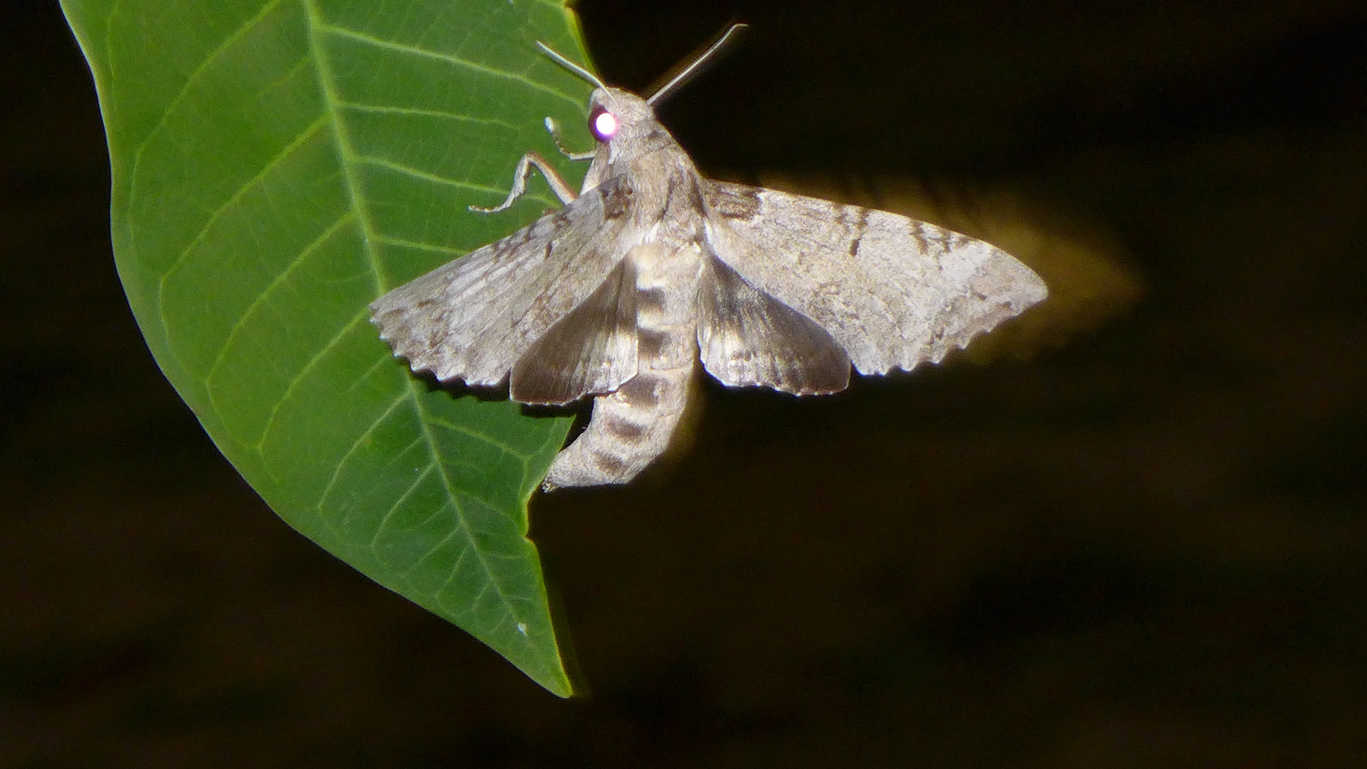 Sphinx du Frangipanier