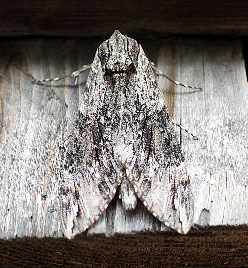 Sphinx du liseron