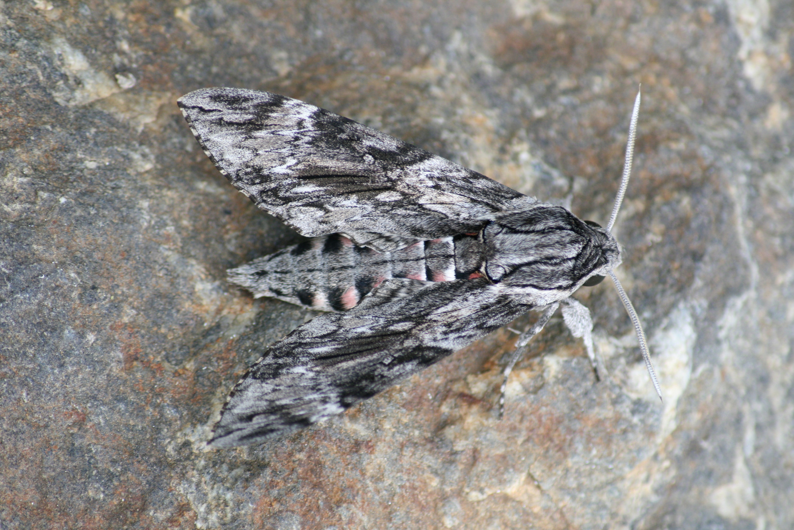 Sphinx du liseron