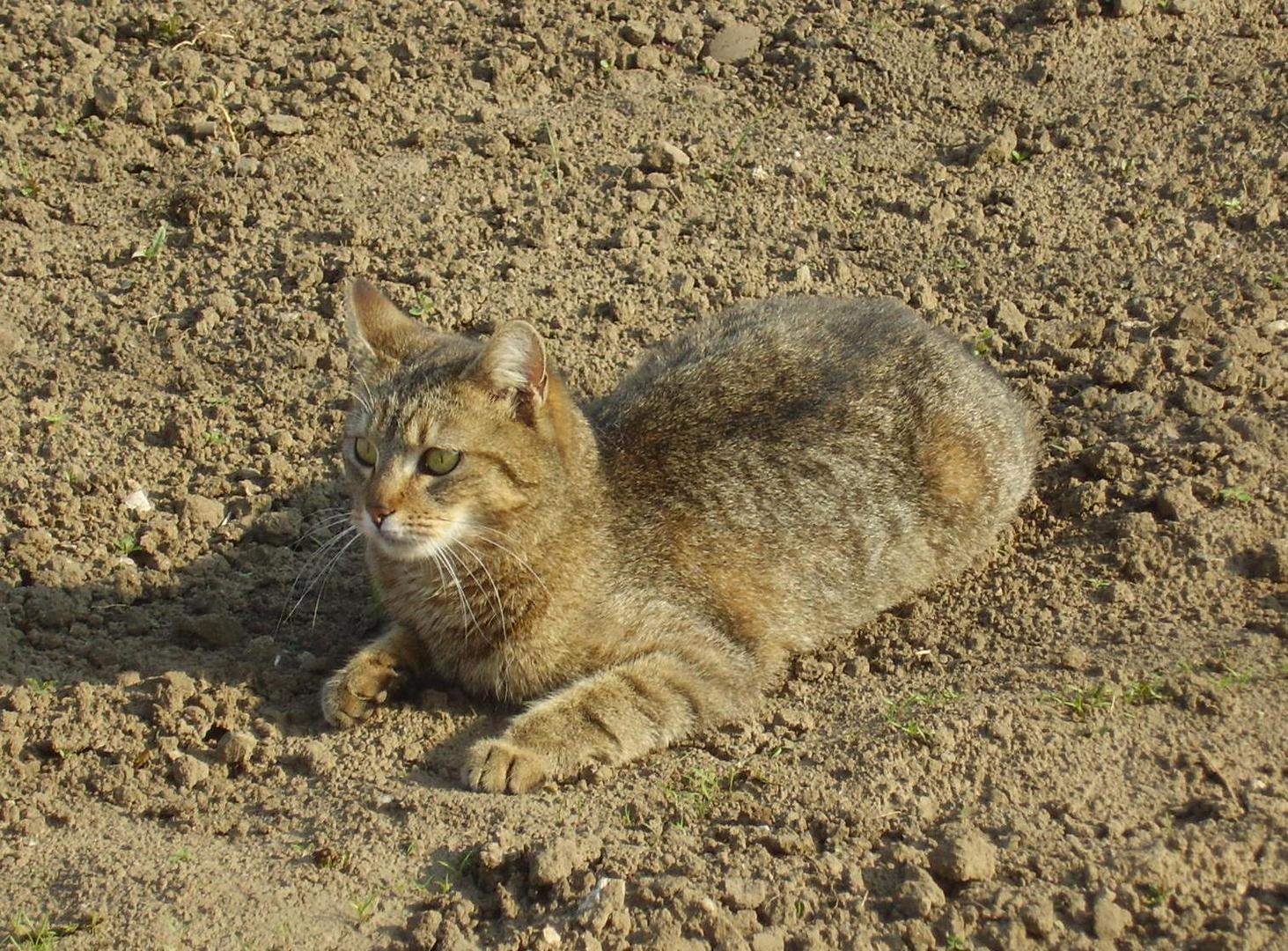 Sphinx