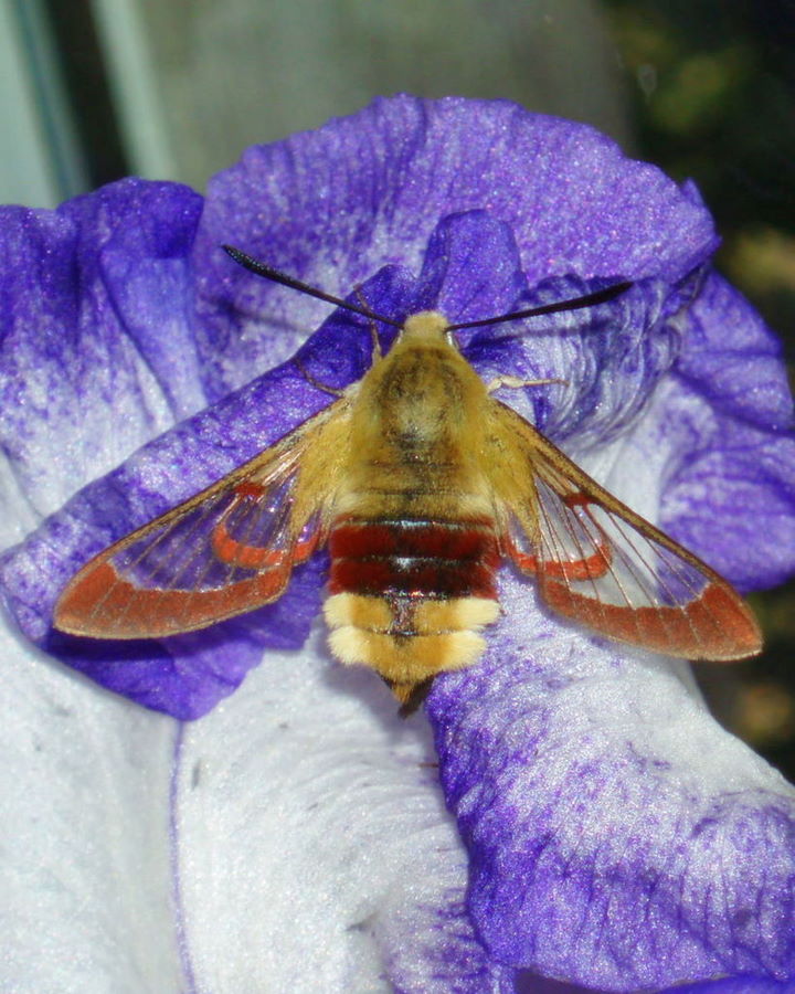 Sphinx Gazé