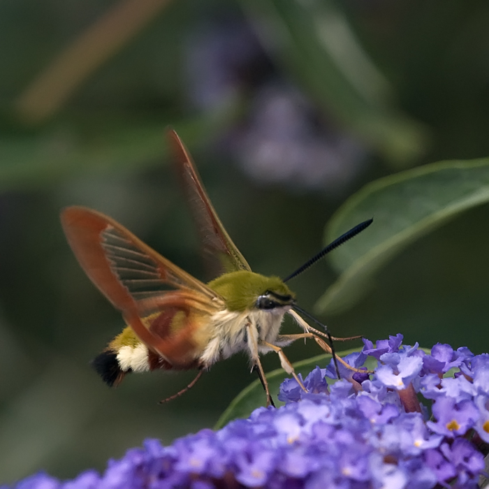 Sphinx gazé sur Buddleia