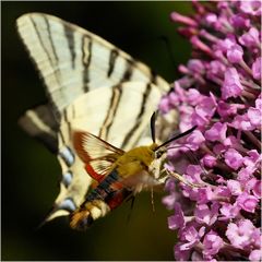 Sphinx gazé sur buddleia et fond de Flambé