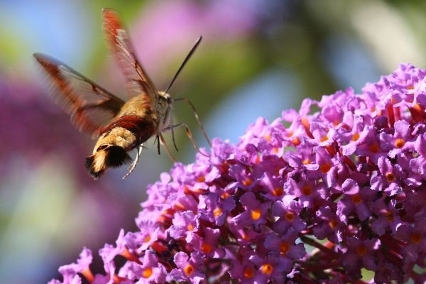 Sphinx gazé sur un arbre à papillon