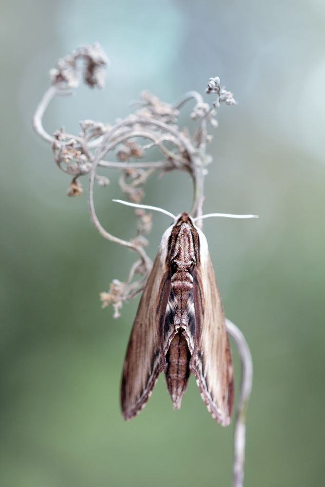 Sphinx kalmiae