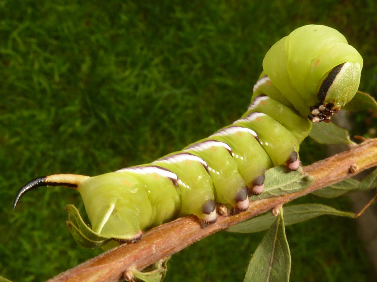 Sphinx ligustri