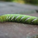 Sphinx ligustri