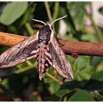 Sphinx ligustri