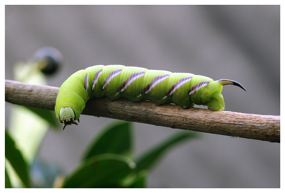 Sphinx ligustri