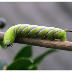 Sphinx ligustri