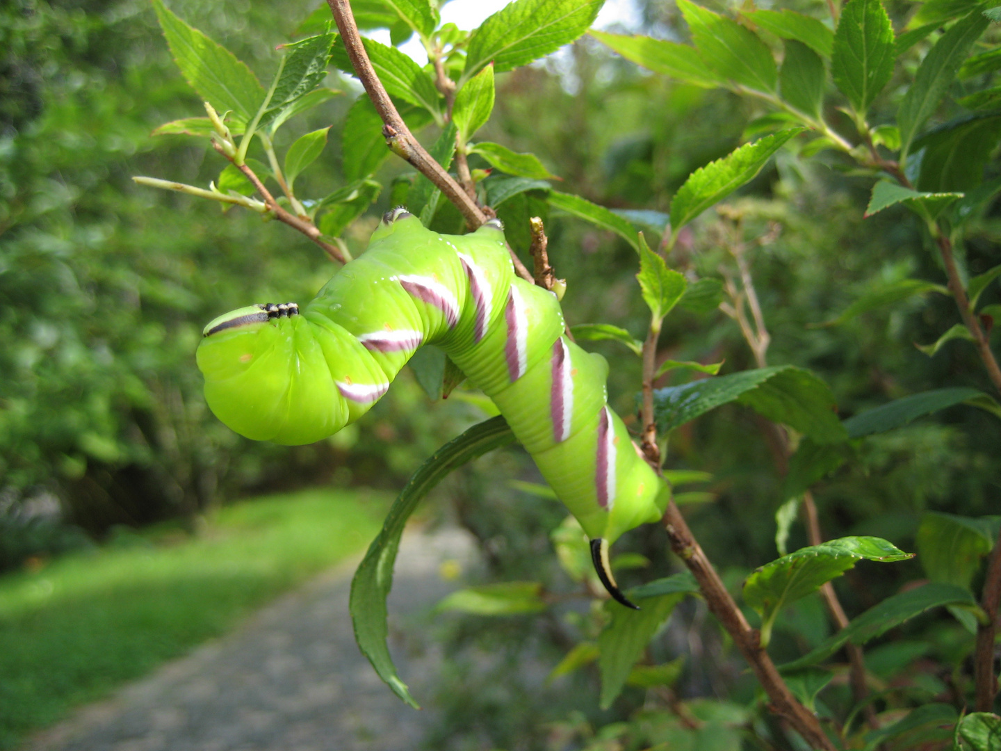 Sphinx ligustri