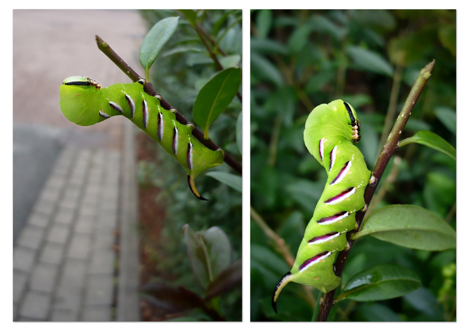 Sphinx ligustri