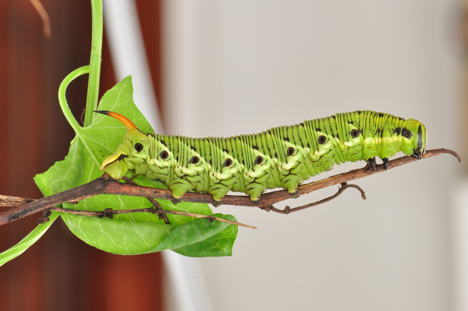 SPHINX LIGUSTRI (la sfinge del ligustro)