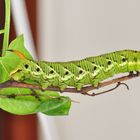 SPHINX LIGUSTRI (la sfinge del ligustro)