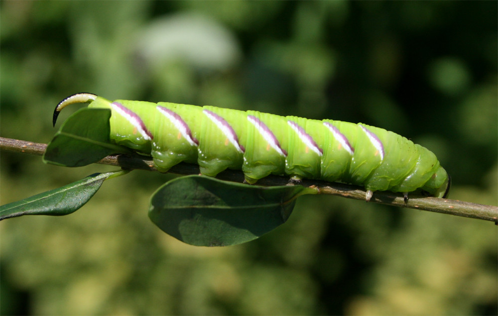 Sphinx ligustri - Ligusterschwärmer