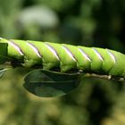 Sphinx ligustri - Ligusterschwärmer