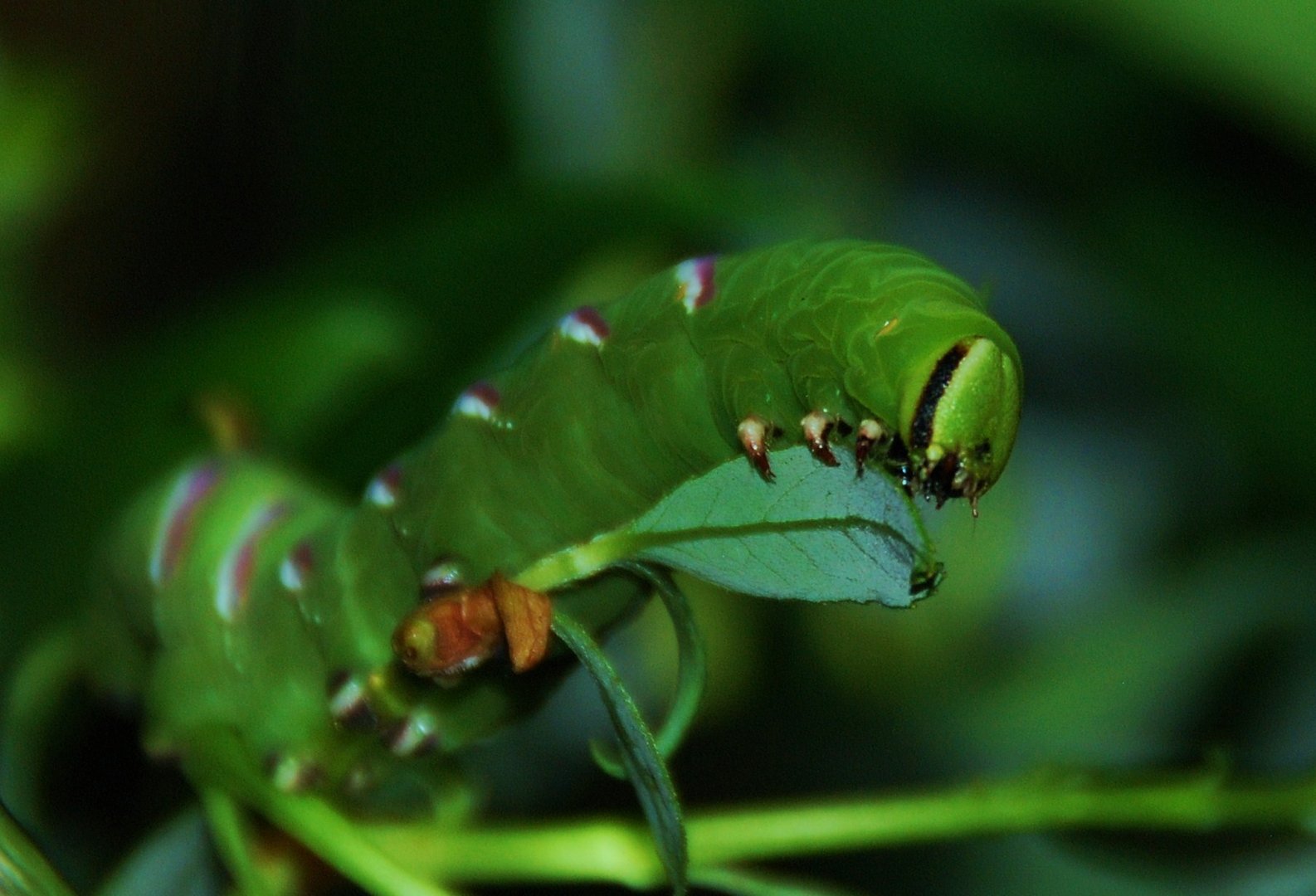 Sphinx ligustri - Ligusterschwärmer Raupe