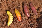 Entwicklungsstadien der Insekten