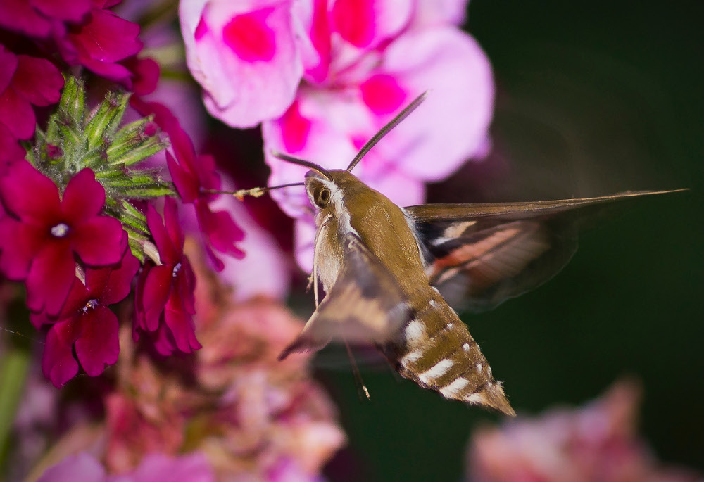 Sphinx ligustri @ work (vermutlich) ...