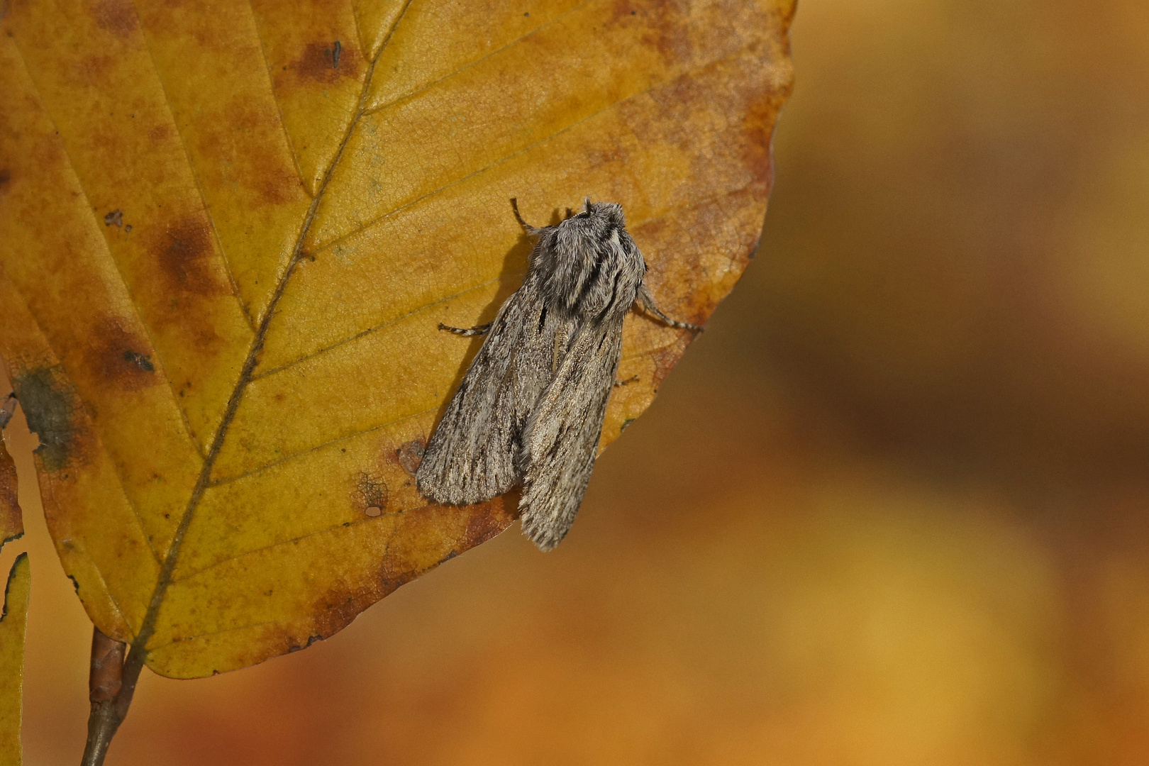 Sphinxeule oder auch Herbst-Rauhhaareule (Asterocopus sphinx)