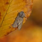 Sphinxeule oder auch Herbst-Rauhhaareule (Asterocopus sphinx)