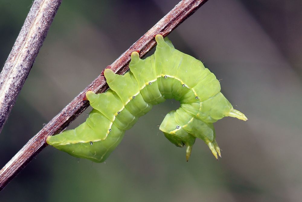 Sphinxhaltung