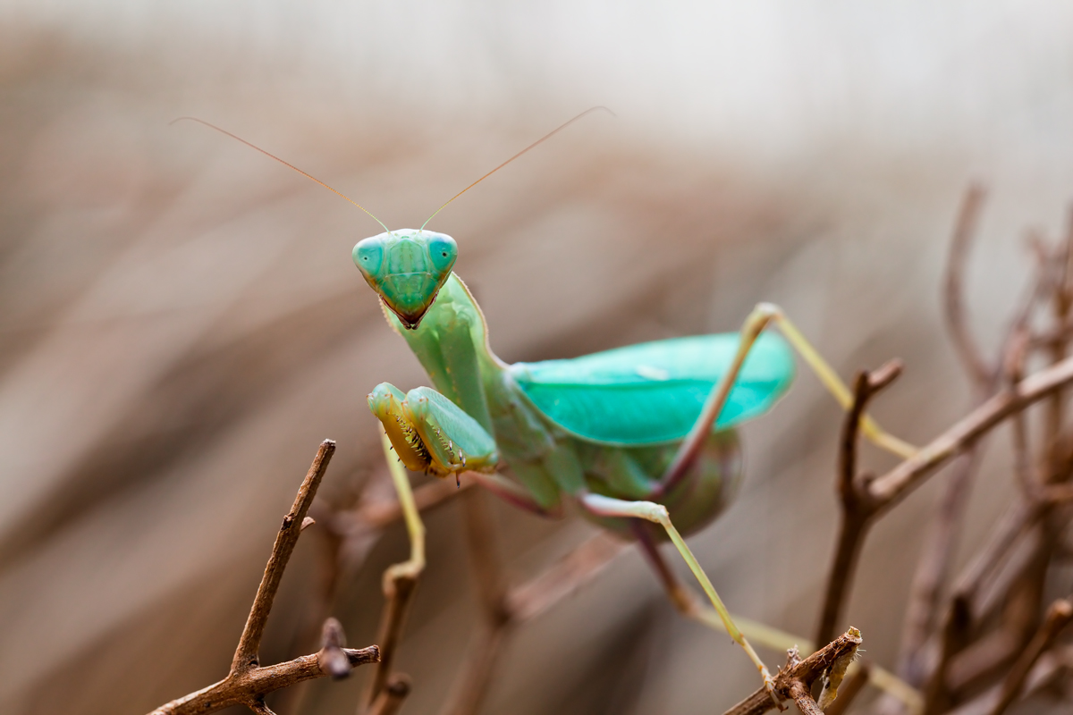 Sphodromantis "blue flash" ex kongo