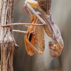 Sphodromantis "blue flash" subadult