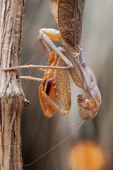 Sphodromantis "blue flash" subadult