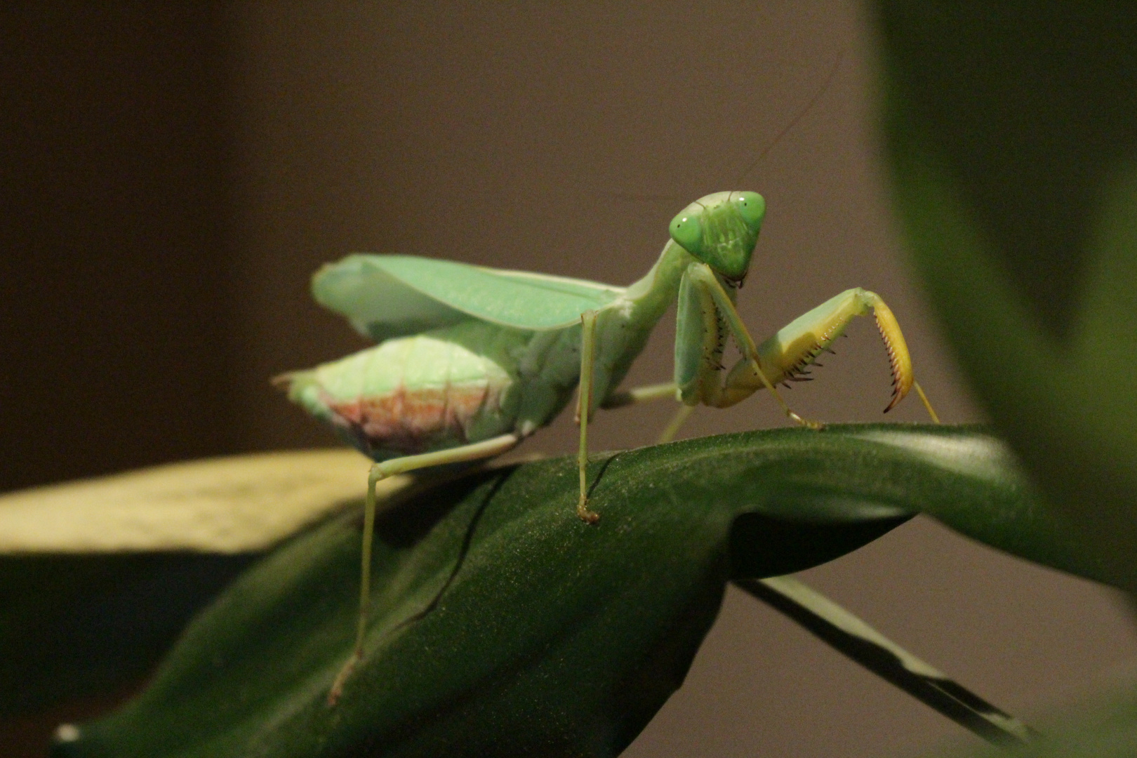 Sphodromantis Gastrica