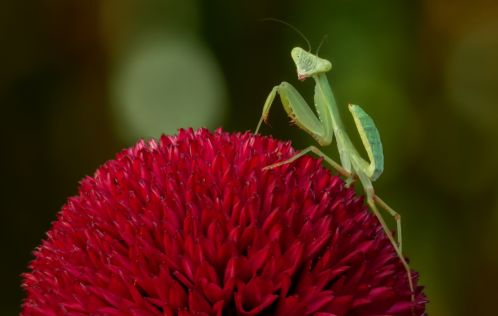 Sphodromantis gastrica