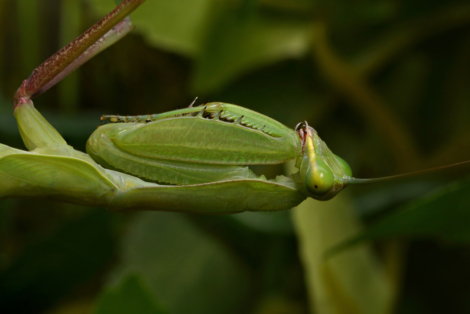 sphodromantis sp. blue flash #3