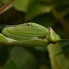 sphodromantis sp. blue flash #3