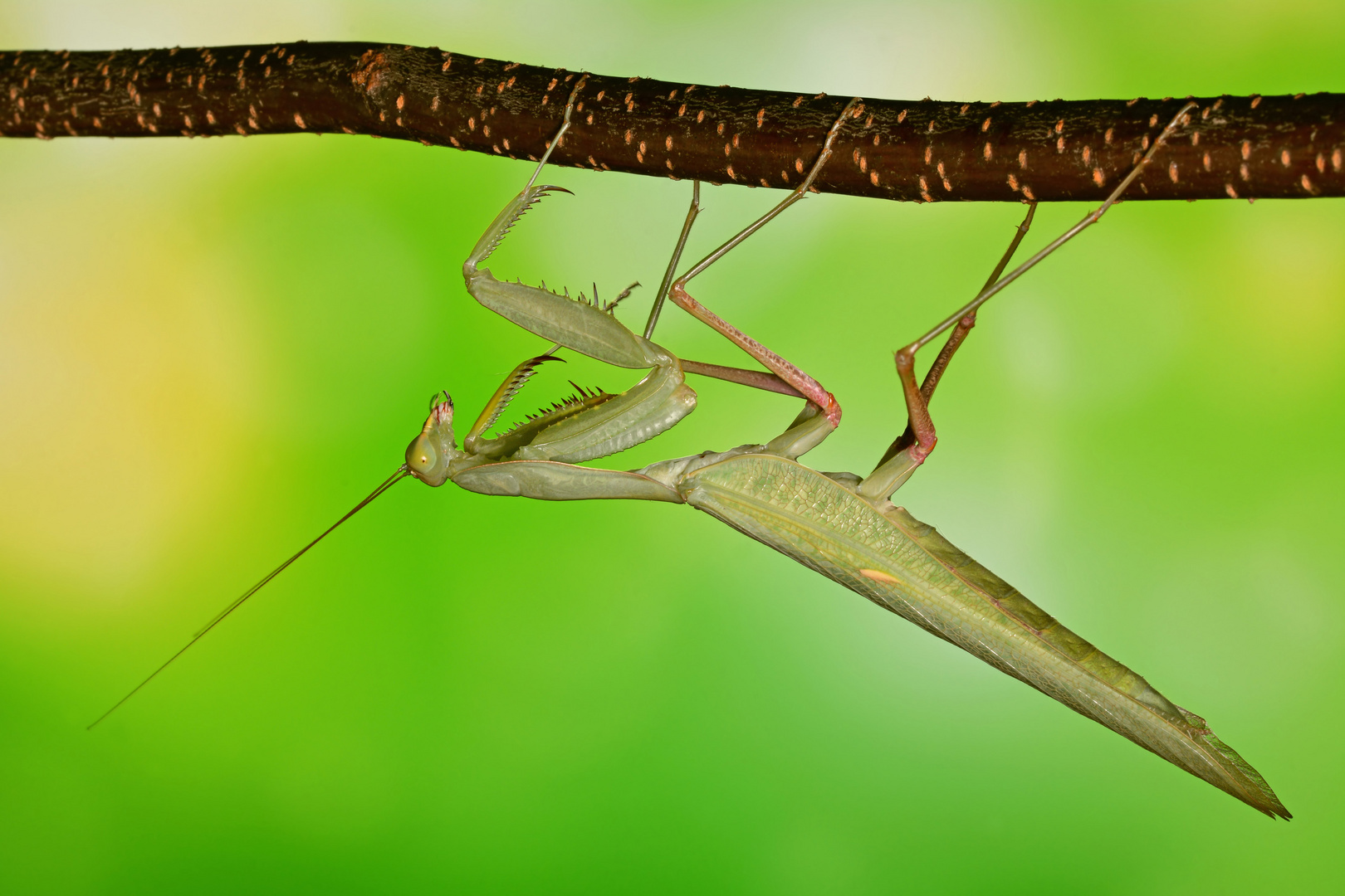 sphodromantis sp. blue flash adult