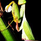 Sphodromantis viridis