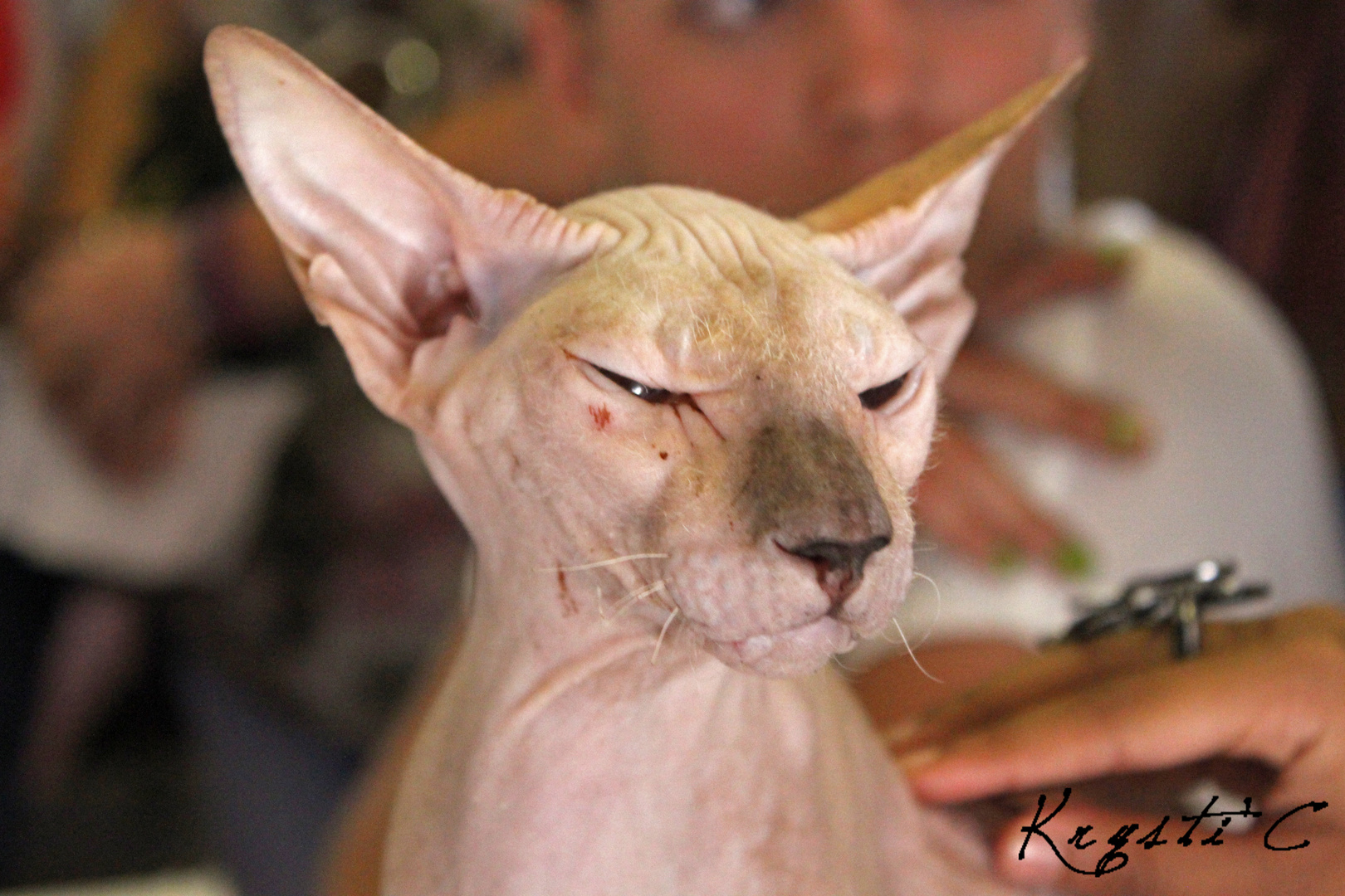 Sphynx