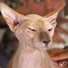 Sphynx