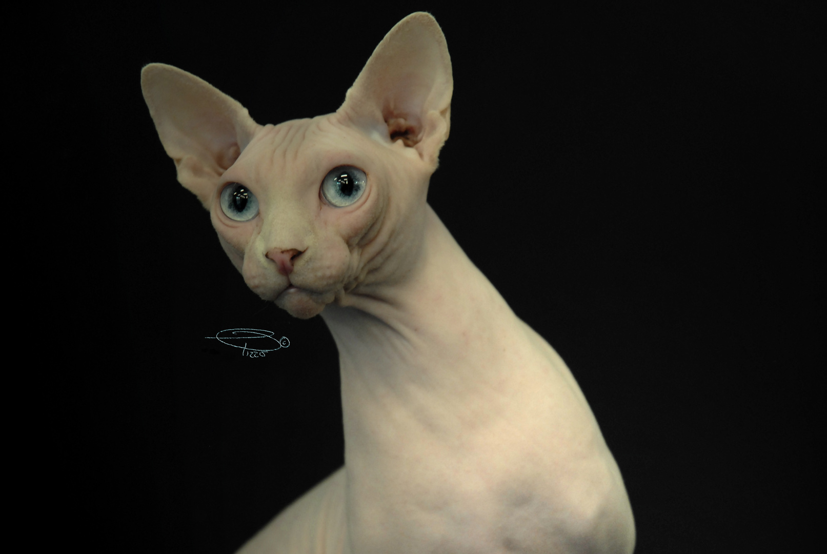 Sphynx Canadese