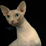 Sphynx Canadese