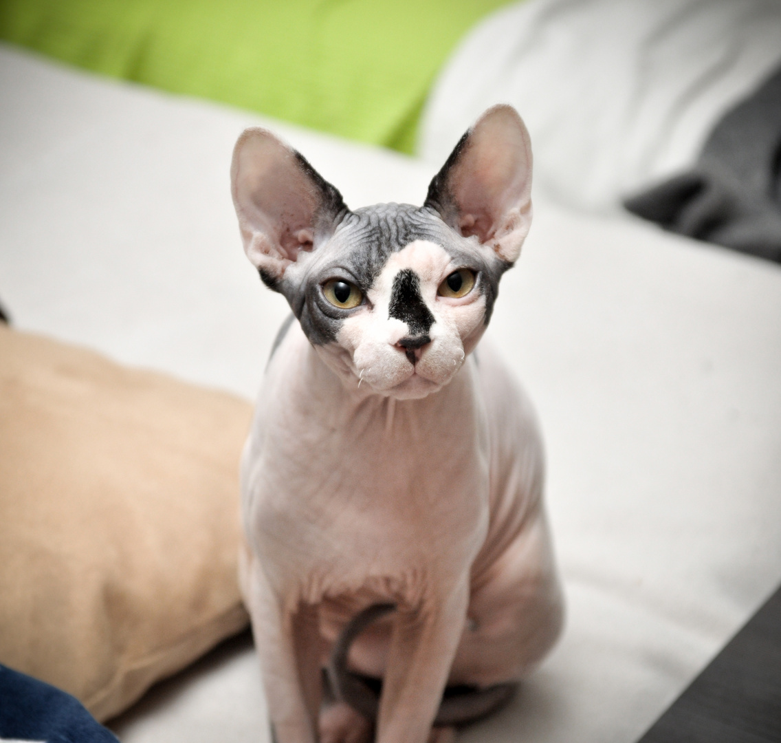 Sphynx Cat