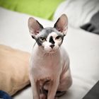 Sphynx Cat