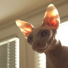 Sphynx Cat