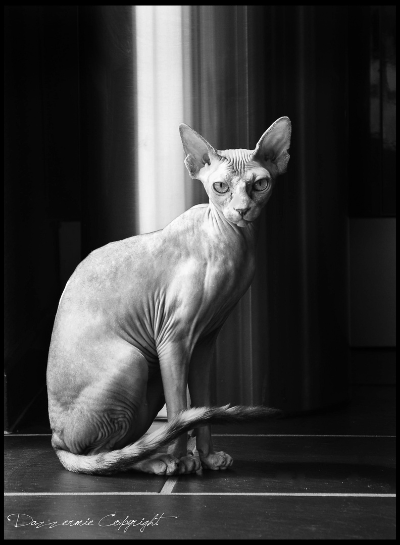 Sphynx en noir et blanc