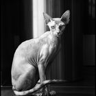 Sphynx en noir et blanc