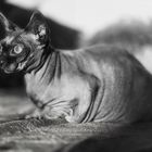 Sphynx-Katze