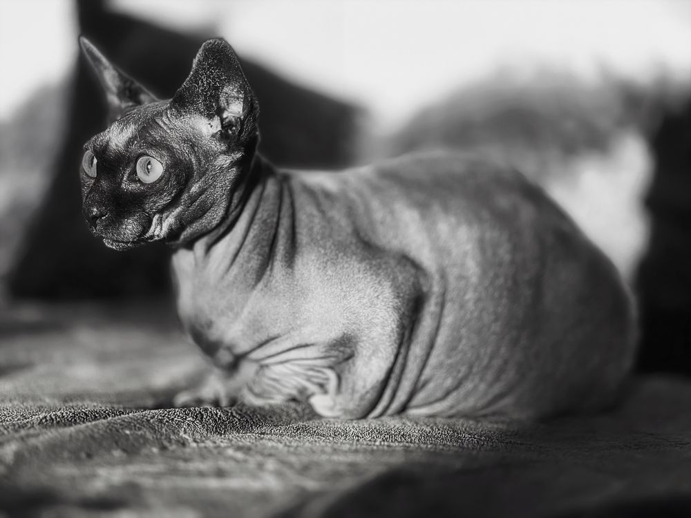 Sphynx-Katze